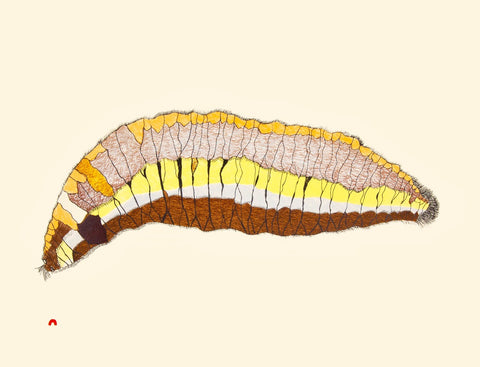 2014 Woollybear Caterpillar by PAPIARA TUKIKI